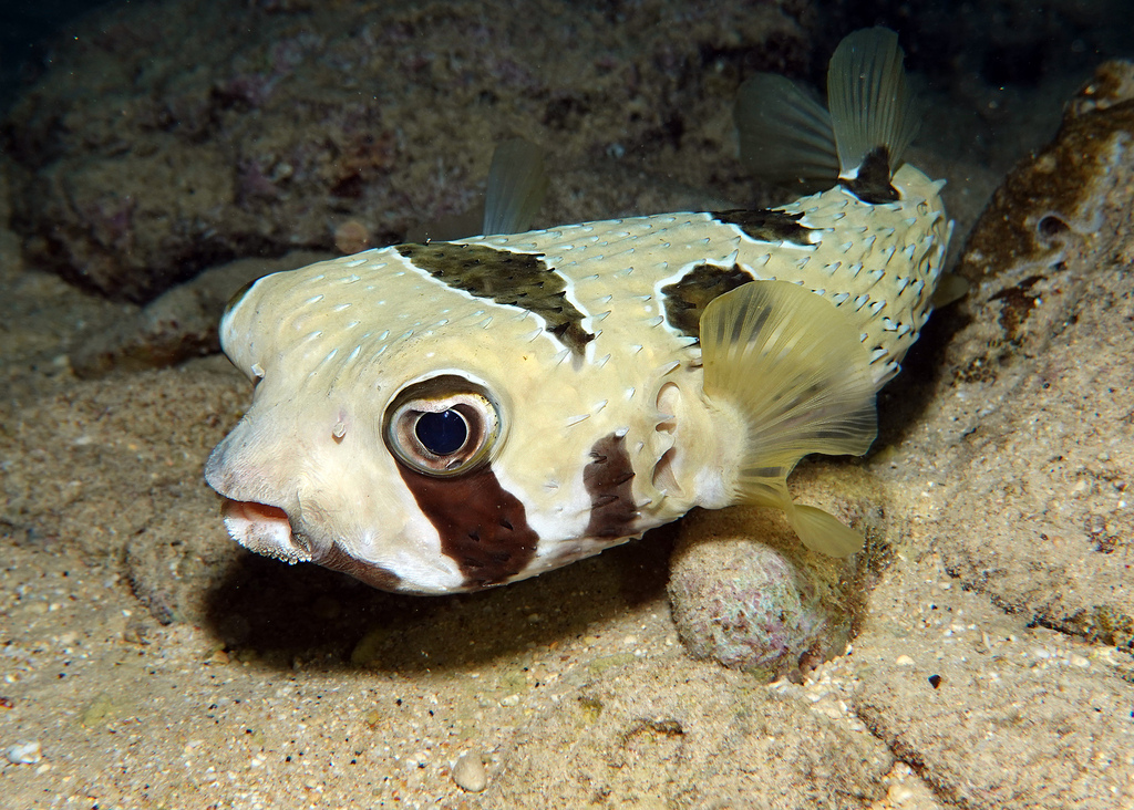 Blackblotched Porcupinefish