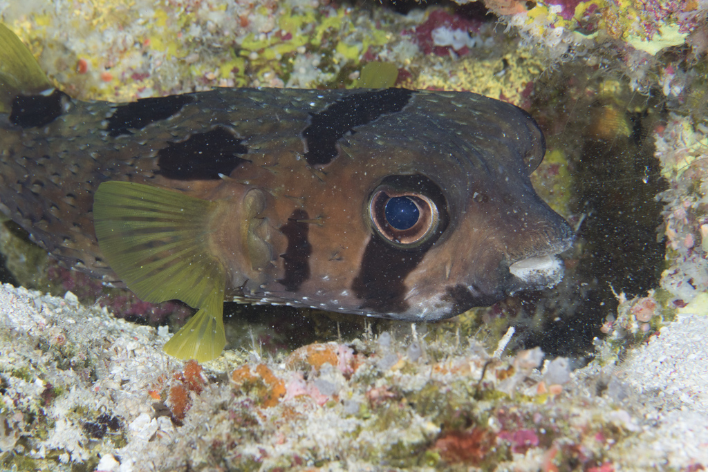 Blackblotched Porcupinefish