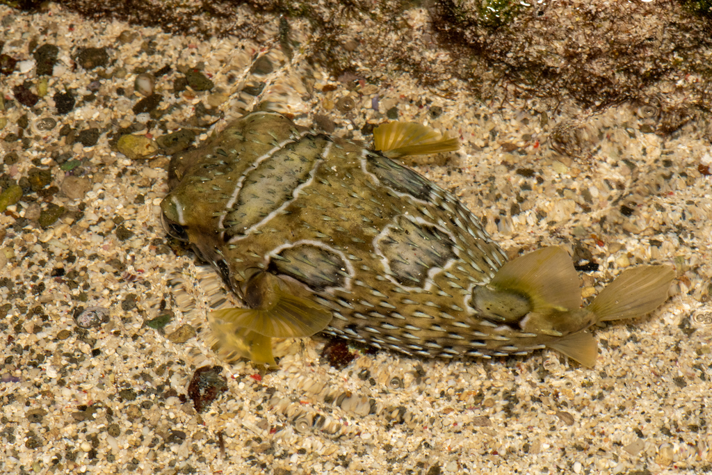 Blackblotched Porcupinefish