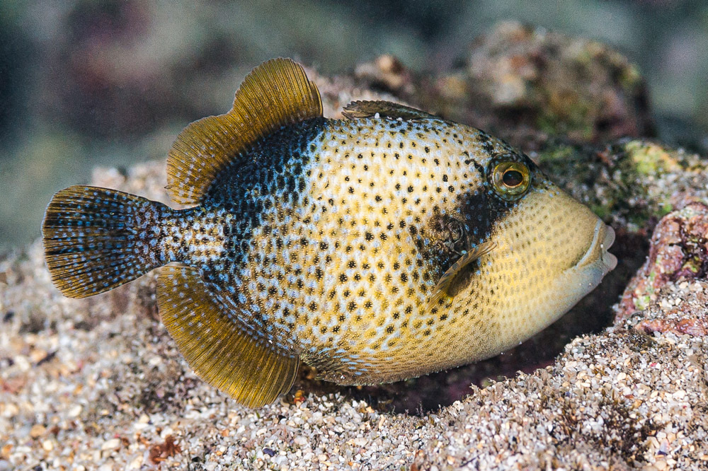 Titan Triggerfish