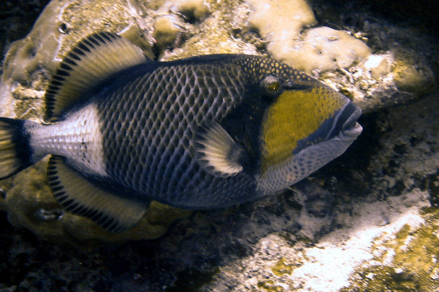Titan Triggerfish