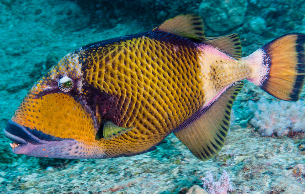 Titan Triggerfish