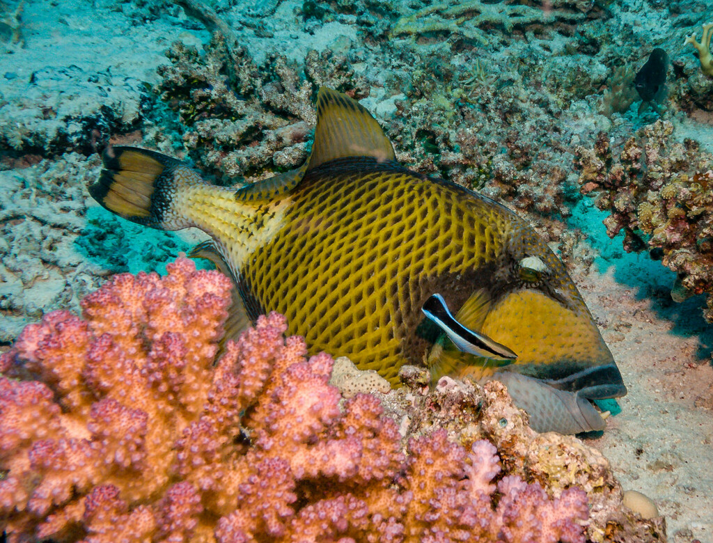 Titan Triggerfish