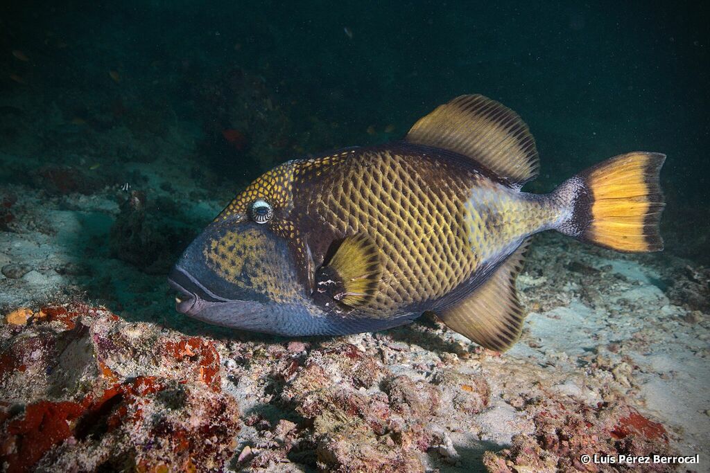 Titan Triggerfish