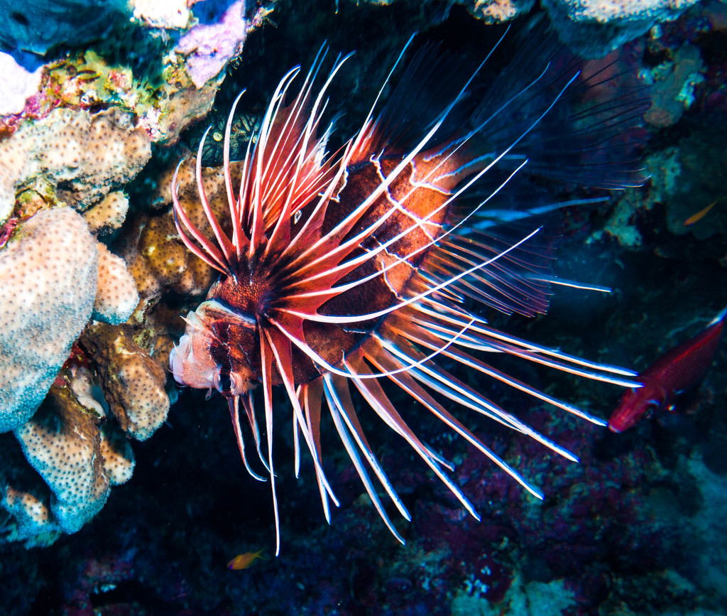 Clearfin Lionfish