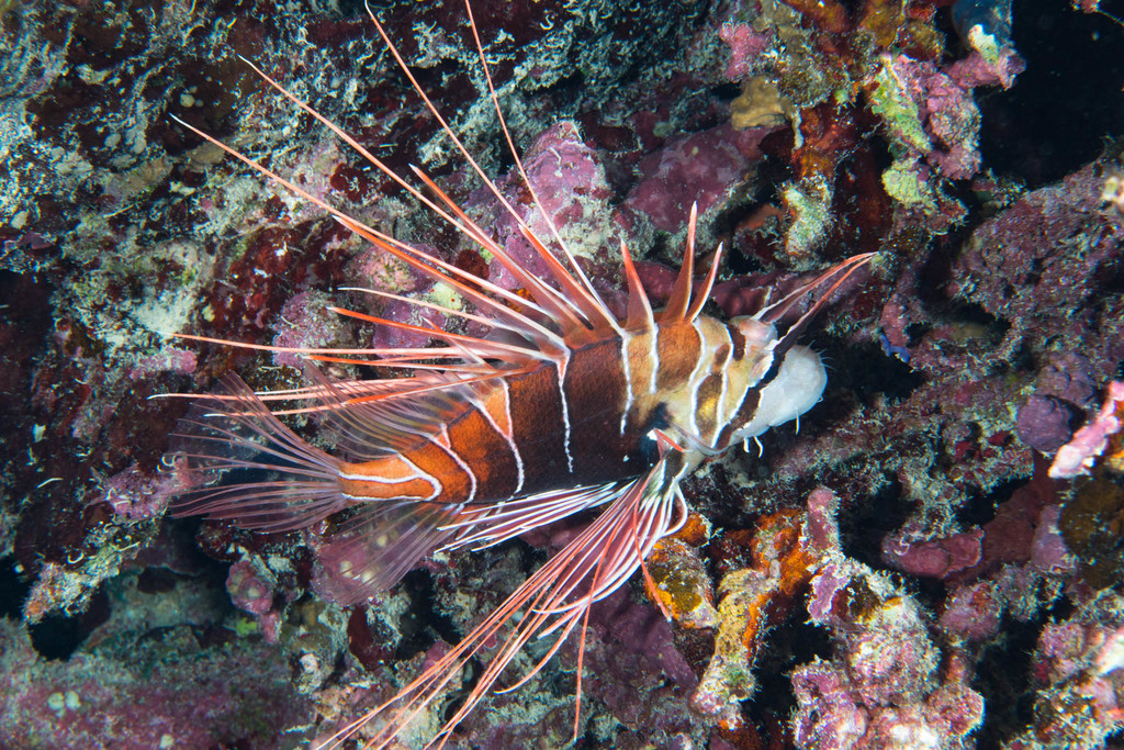 Clearfin Lionfish