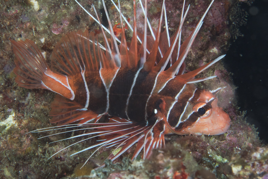 Clearfin Lionfish