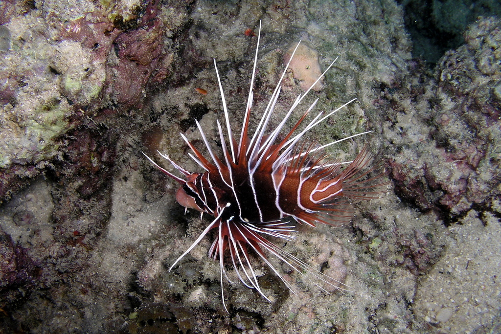 Clearfin Lionfish