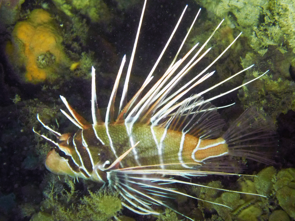 Clearfin Lionfish