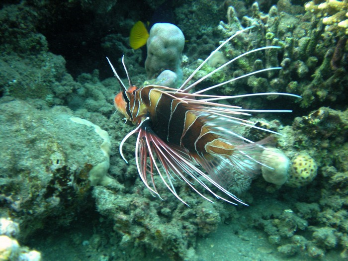 Clearfin Lionfish