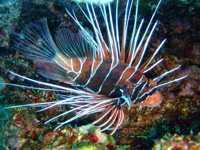Clearfin Lionfish