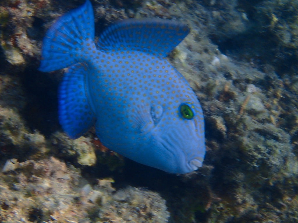 Blue Triggerfish