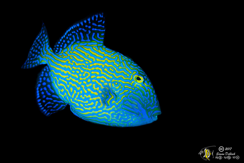 Blue Triggerfish