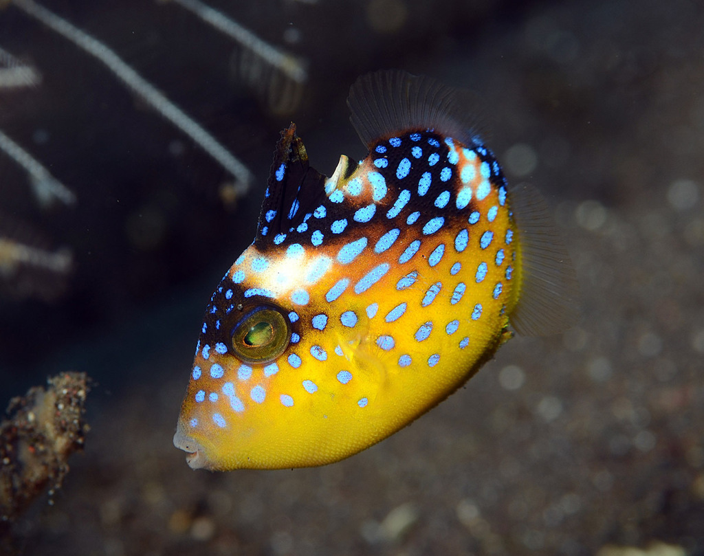 Blue Triggerfish