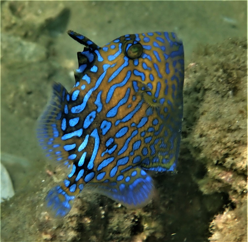 Blue Triggerfish