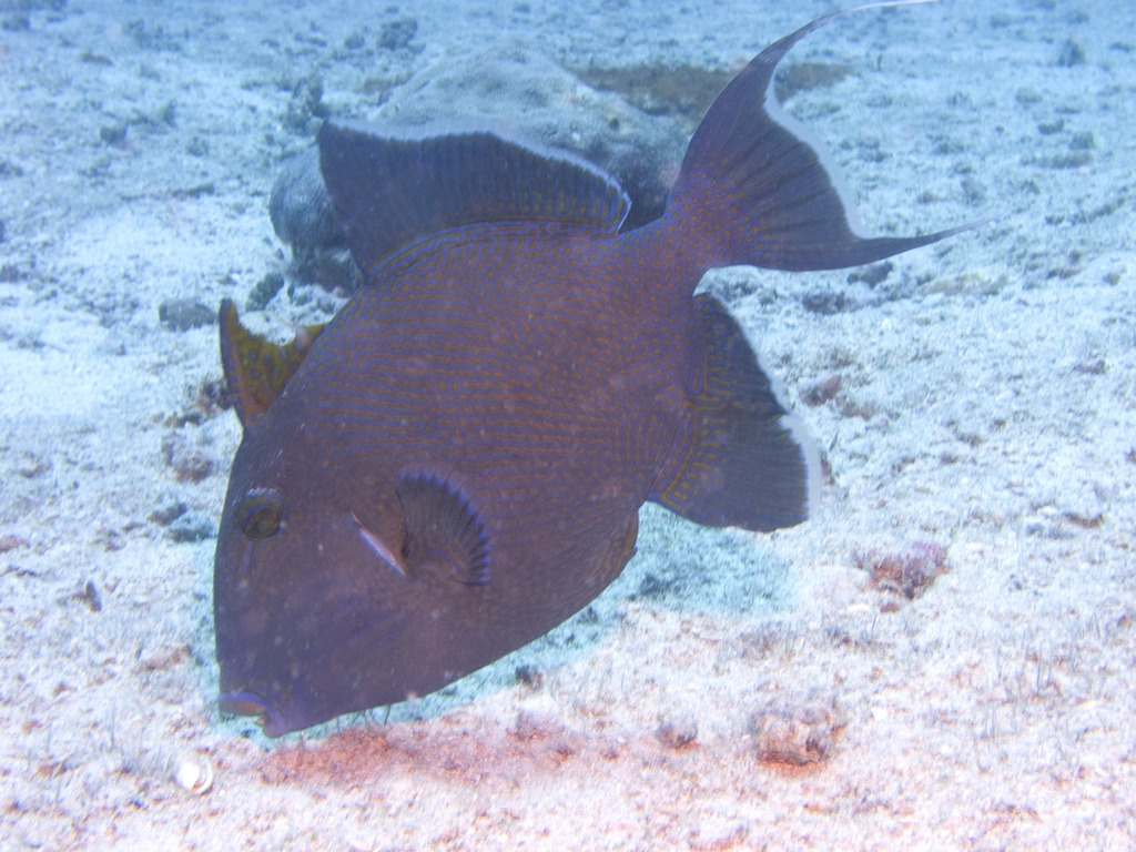 Blue Triggerfish