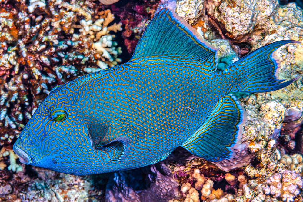 Blue Triggerfish