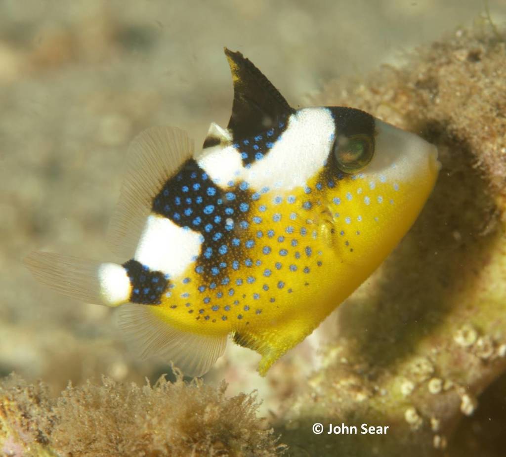 Blue Triggerfish