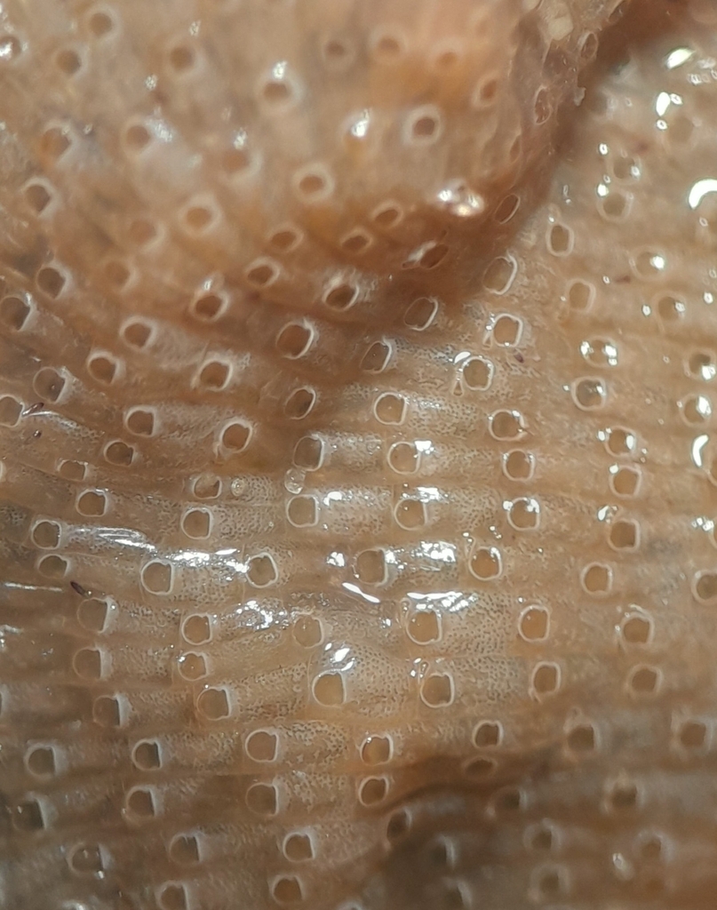 Pearly orange encrusting bryozoan