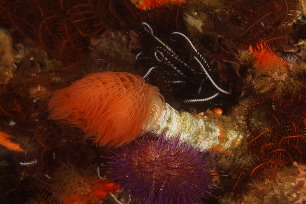 Red Fanworm