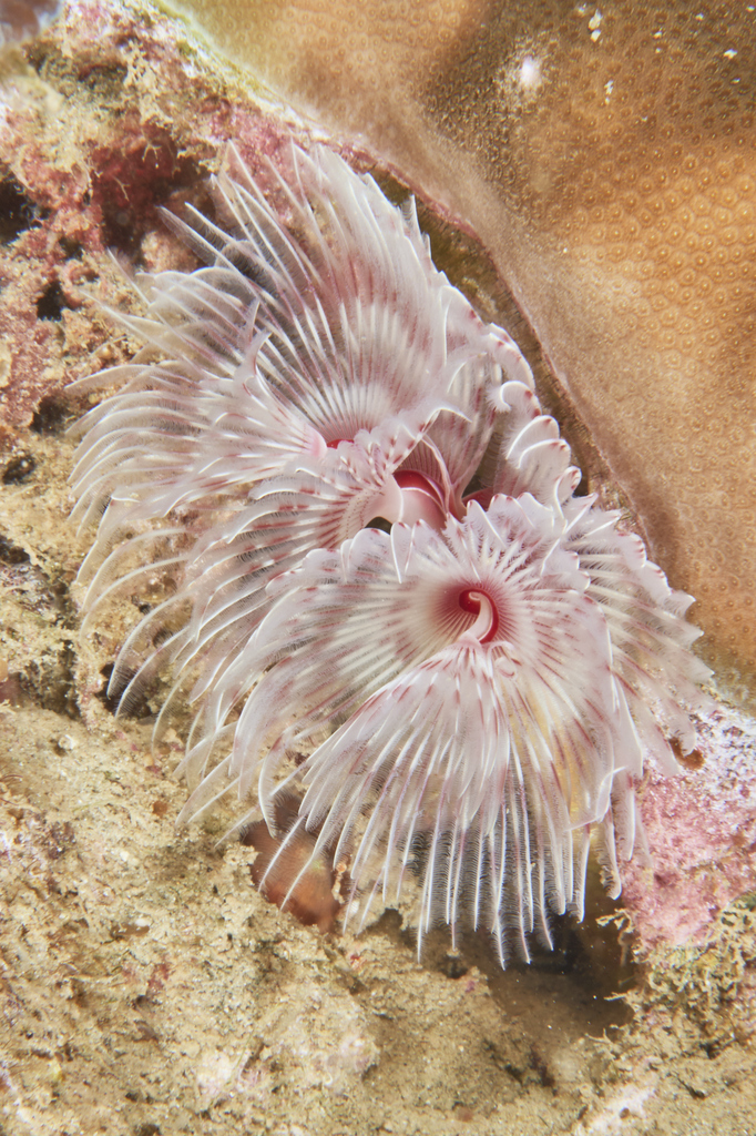 Red Fanworm