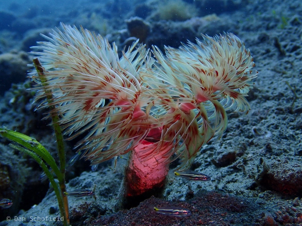 Red Fanworm
