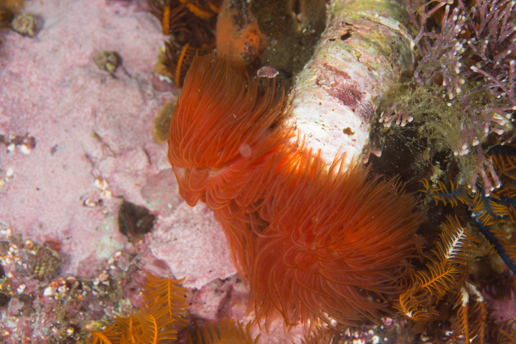 Red Fanworm