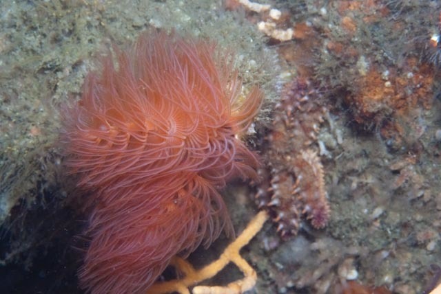 Red Fanworm