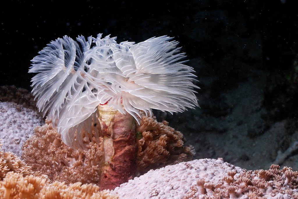 Red Fanworm