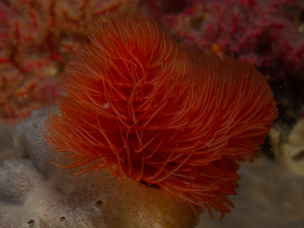 Red Fanworm