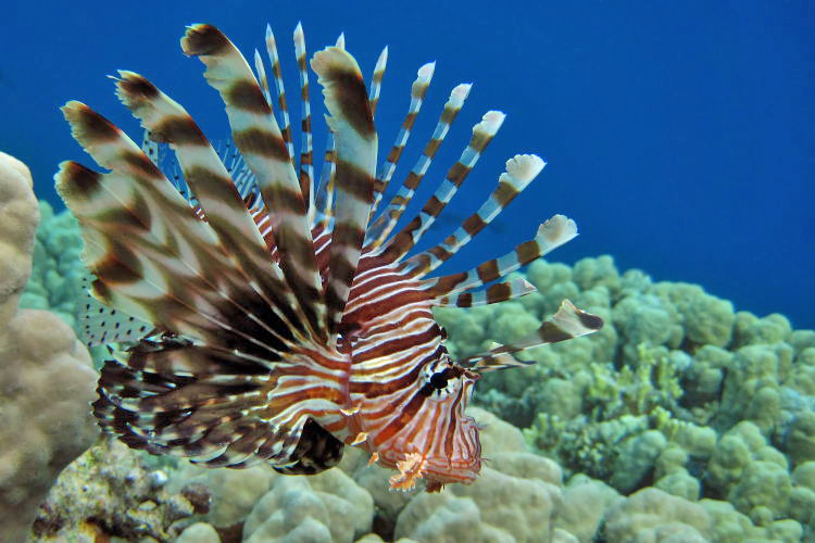 Indian Lionfish