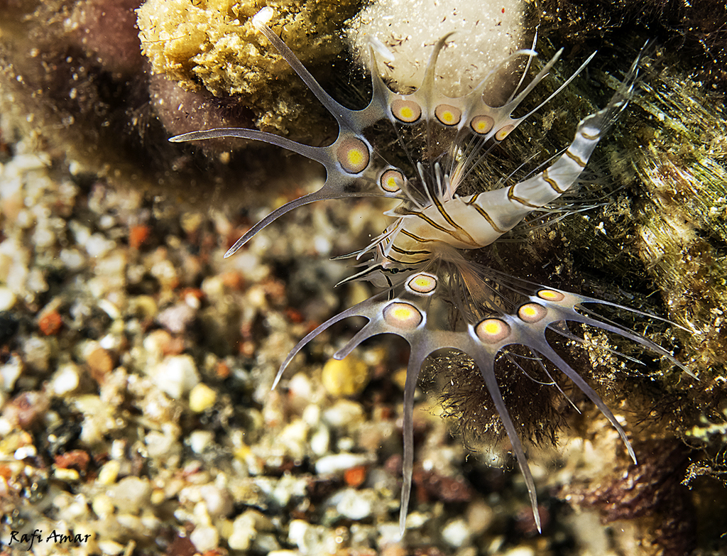 Indian Lionfish