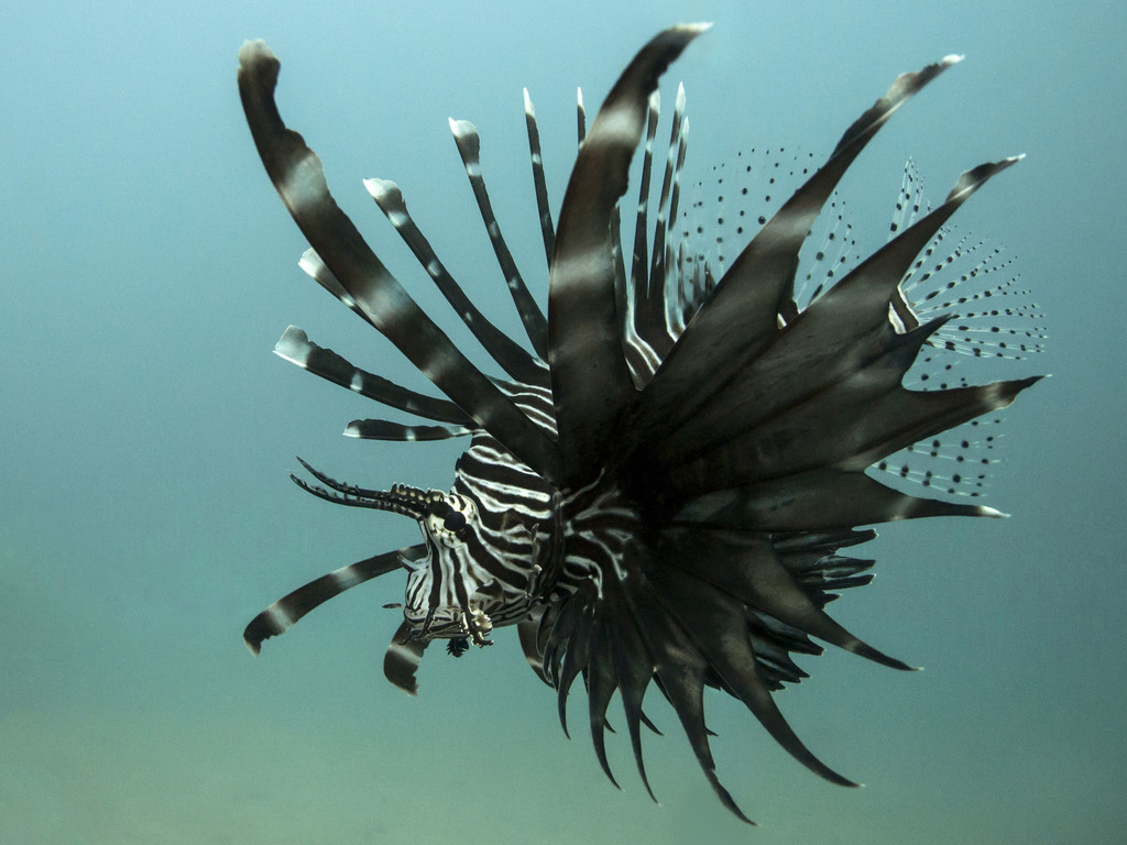 Indian Lionfish