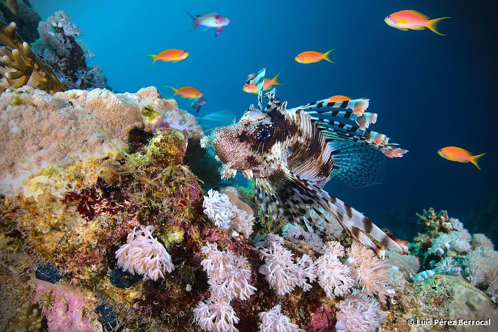 Indian Lionfish