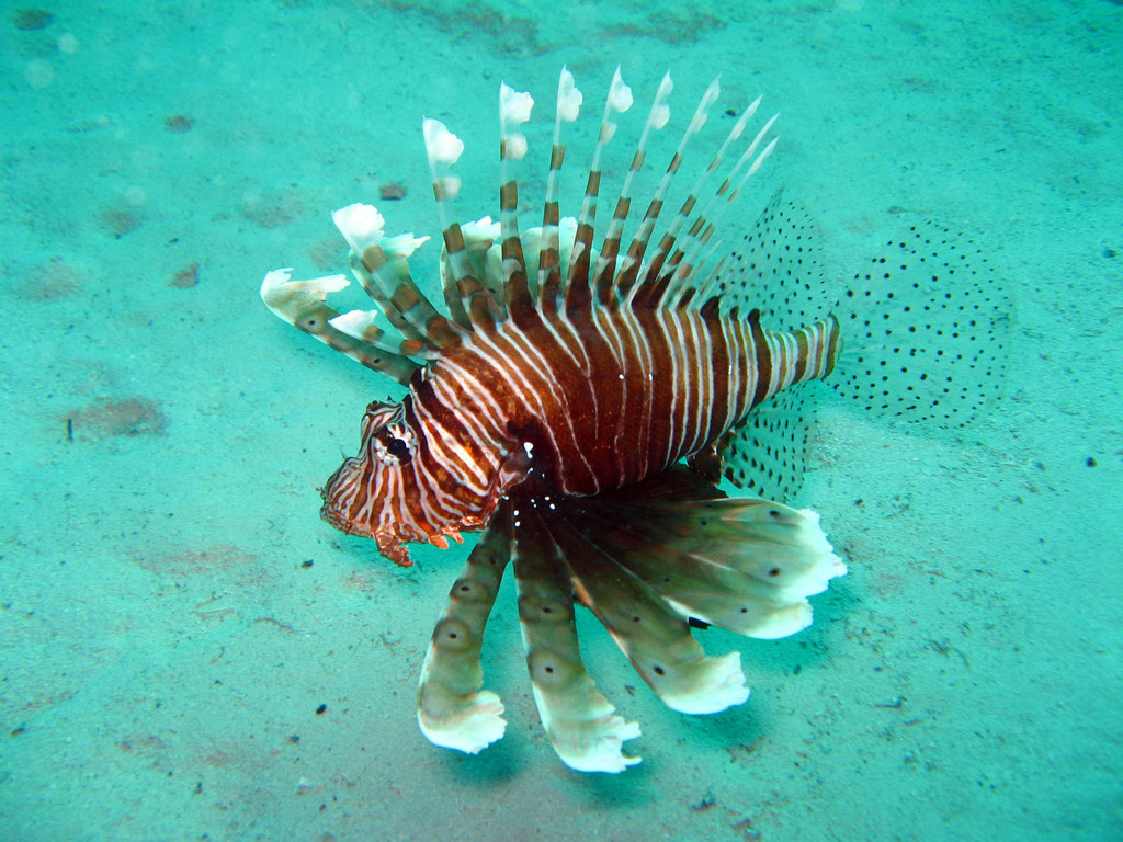 Indian Lionfish