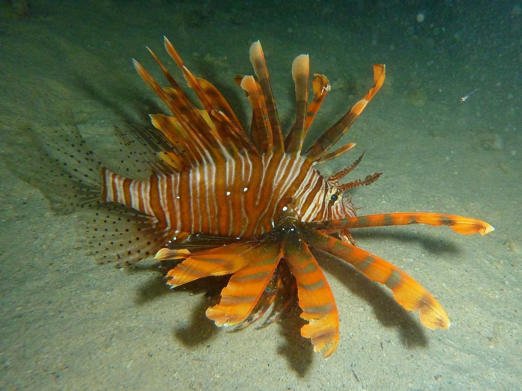 Indian Lionfish