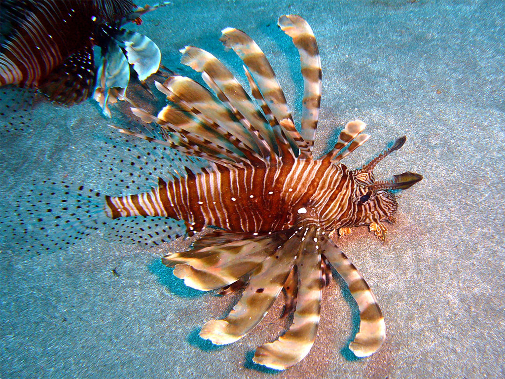 Indian Lionfish