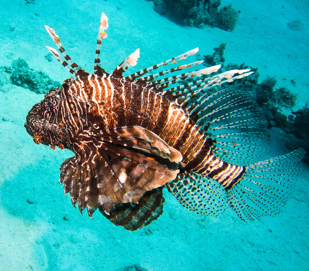Indian Lionfish