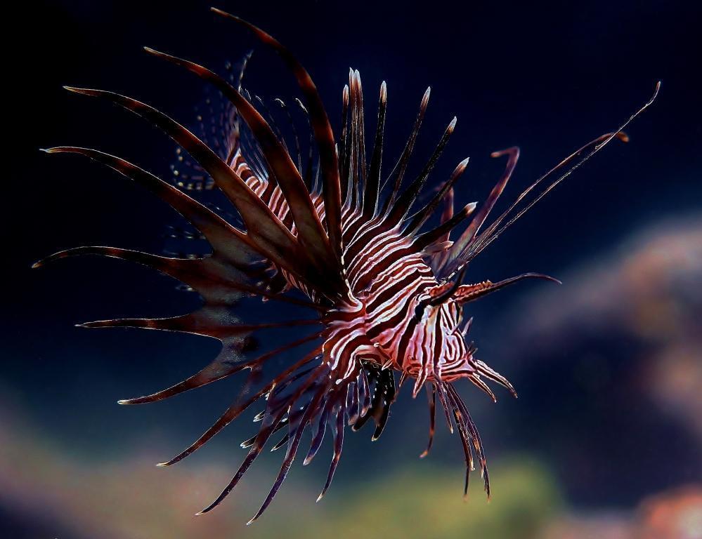 Indian Lionfish