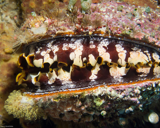 Giant thorny oyster