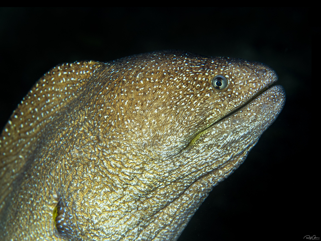 Murène à bouche jaune