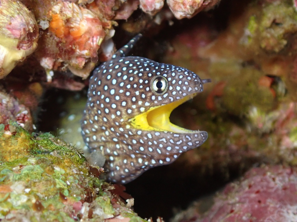 Murène à bouche jaune