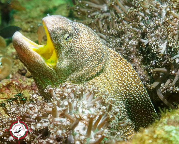 Murène à bouche jaune