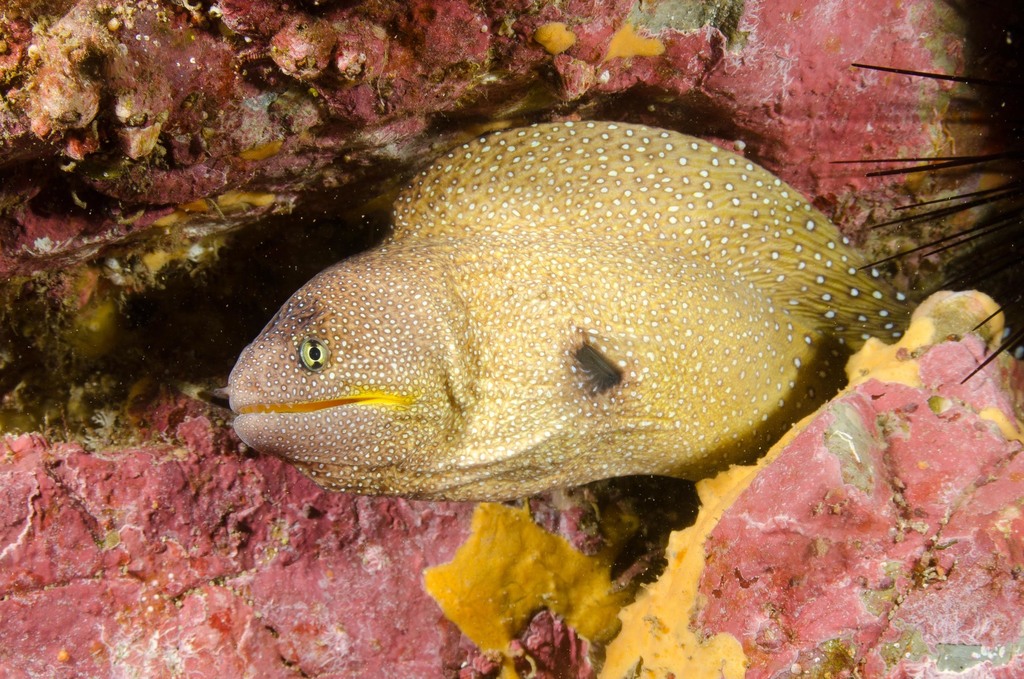 Murène à bouche jaune