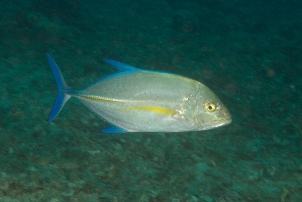 Carangue bleue