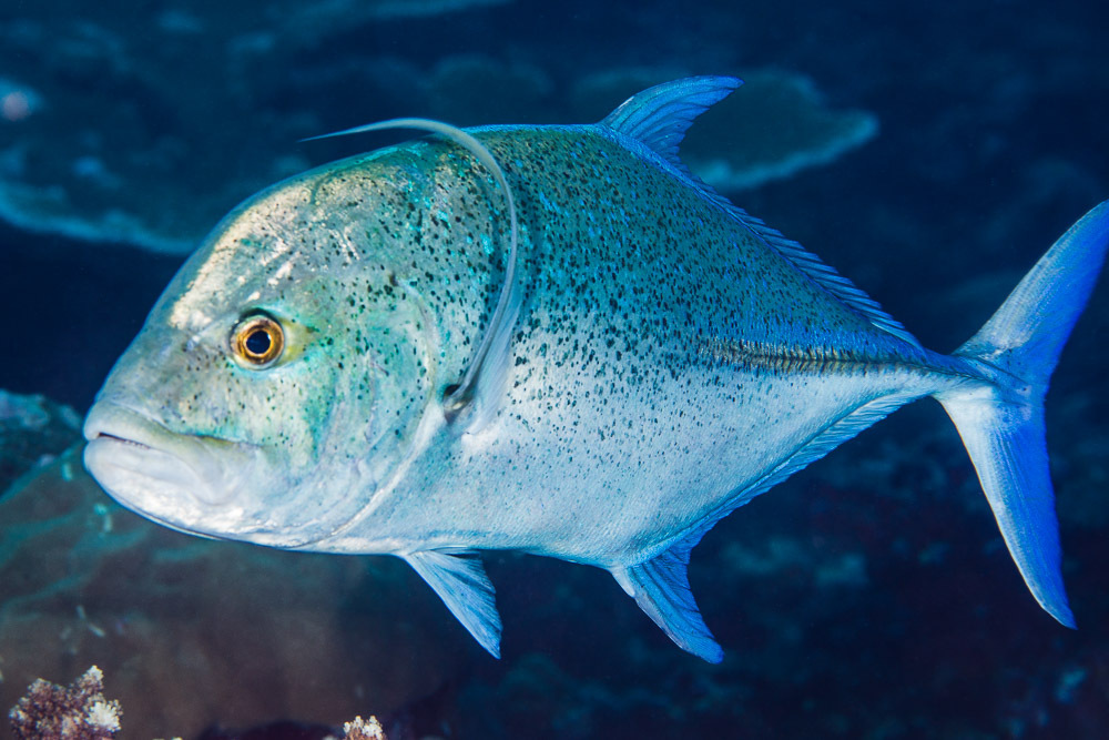 Carangue bleue