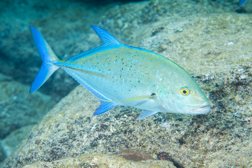 Bluefin Trevally