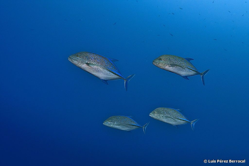 Carangue bleue