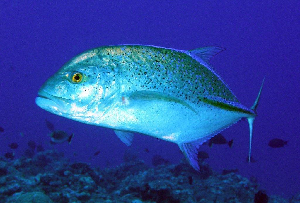 Carangue bleue