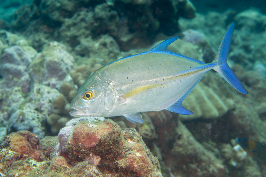 Carangue bleue
